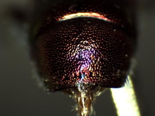 Chrysura austriaca
